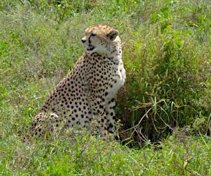 Ndutu Cheetah