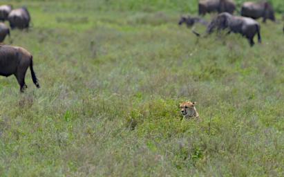 Ndutu Cheetah