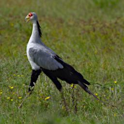 Secretary Bird