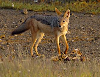 Ndutu Black Backed Jackal