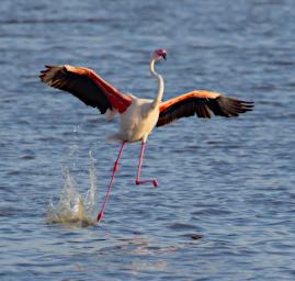 Greater Flamingo