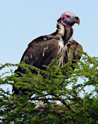 Lappet Faced Vulture