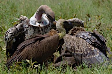 Ndutu Vultures Wildebeest