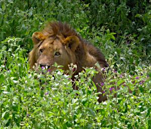 Ndutu Lion Wildebeest