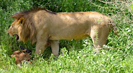 Ndutu Lion Wildebeest