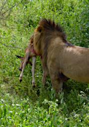 Ndutu Lion Wildebeest
