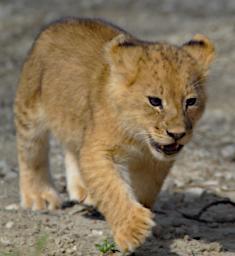 Ndutu Lion Kittens