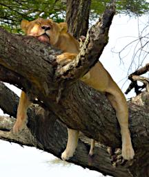 Ndutu Lioness