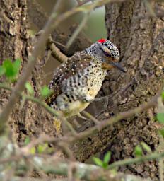 Nubian Woodpecker