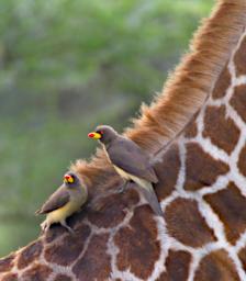 Red Billed Oxpecker