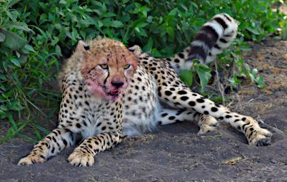 Ndutu Young Cheetah