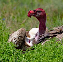 Ruppells Griffon Vulture