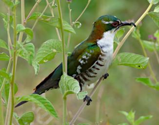 Dierderiks Cuckoo