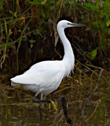 Little Egret
