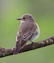 African Grey Flycatcher