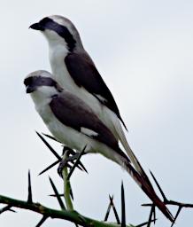 Seronera Bird Grey Backed Shrike