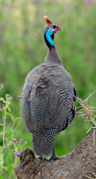 Seronera Bird Helmeted Guineafowl