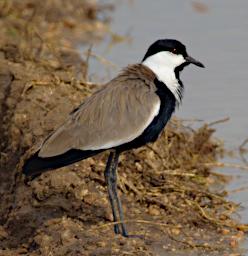 Seronera Bird Spur Winged Lapwing