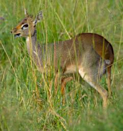 Seronera Dik Dik