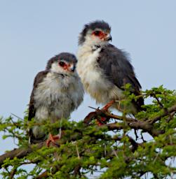 Seronera Bird Pygmy Falcon