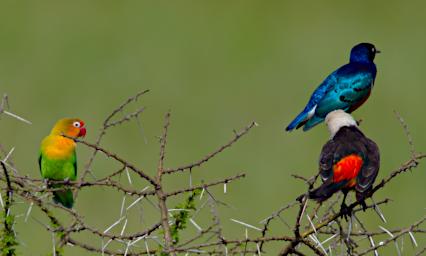 Seronera Bird Mixed