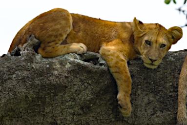 Seronera Lion Cub Tree