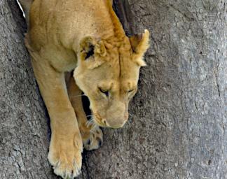 Seronera Lion Tree