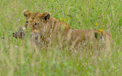 Seronera Lioness Baby Warthog