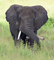 Seronera Elephant WBone