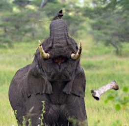 Seronera Elephant WBone