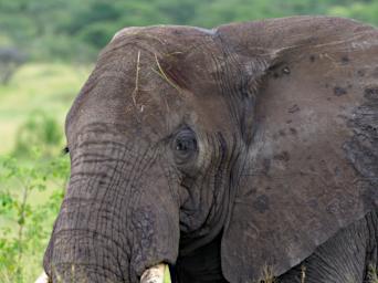 Seronera Elephant