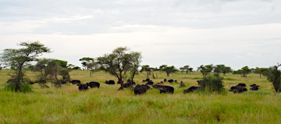 Seronera African Cape Buffalo