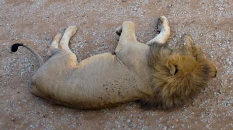 Tarangire Lion In Road