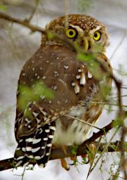 Tarangire Bird Pearl Spotted Owlet