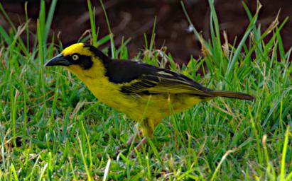 WKili Bird Baglafecht Weaver