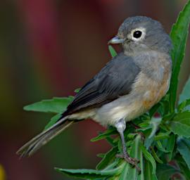 WKili Bird White Eyed Slaty Flycatcher