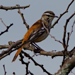 WKili Bird White Browed Scrub Robin