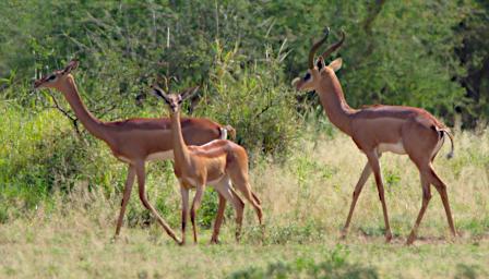 WKili Gerenuk