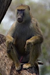 WKili Olive Baboon