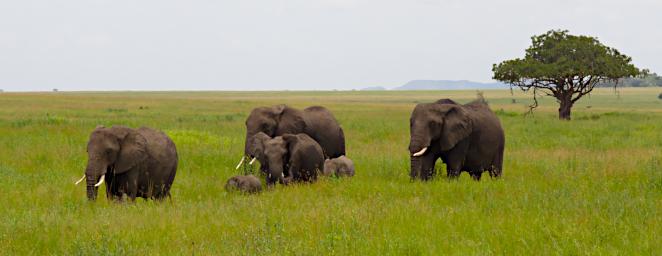 Walk Elephants