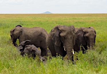 Walk Elephants