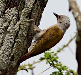 Walk Bird Grey Woodpecker