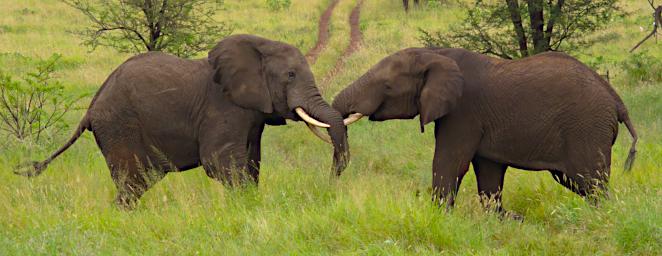 Walk Elephants Sparring
