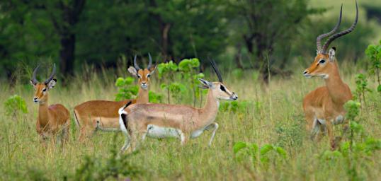 Walk Grants Gazelle and Impala